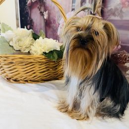 Angelica - Yorkshire Terrier