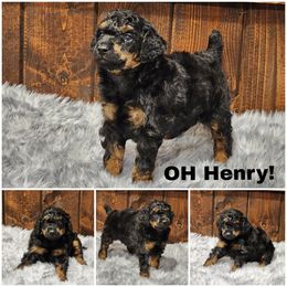 Oh Henry - Phantom male Poodle puppy in Elma, Washington from Joyful Paw Poodles