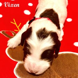 Australian Labradoodle Puppies from Lokal Labradoodles