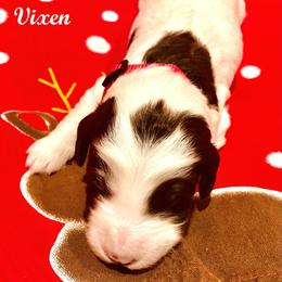 Australian Labradoodle Puppies from Lokal Labradoodles