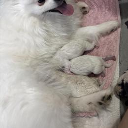 Female 2 - White female Pomeranian puppy in Rhode Island from Heartfelt Kennels