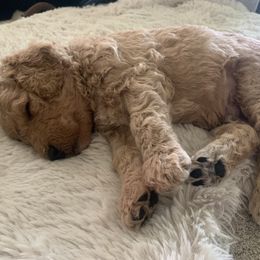 Goldendoodle Puppies from Columbia River Doodles