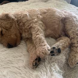 Goldendoodle Puppies from Columbia River Doodles