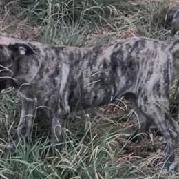 Silver - Silver male Perro de Presa Canario puppy in Texas from TLR Perro de Presa Canario