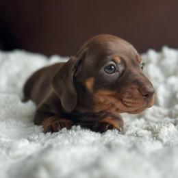 Blanton - Chocolate and tan male Dachshund puppy in Crystal, Michigan from Mare-Bella Smoothcoat Edition