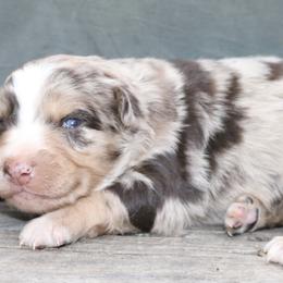 Firefly - Red merle male Australian Shepherd puppy in Macon, Georgia from Shaina’s Shepherds