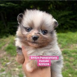 Merle girl blue eye 3700 no breeding rights - Blue merle female Pomeranian puppy in Kentucky from Em&M Pomeranians