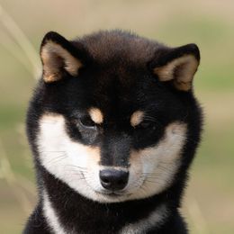 Flash - Shiba Inu