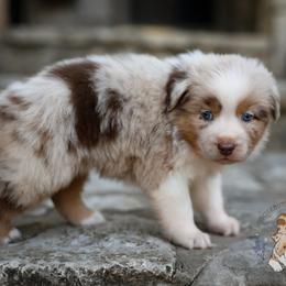 Beignet - Red merle female Australian Shepherd puppy in Buena Vista, Colorado from Wigglebutts Unlimited