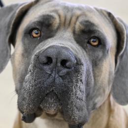 Eazy - Cane Corso