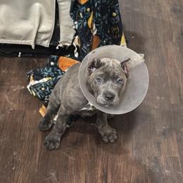 Cane Corso Puppies from TopNotch Corsos