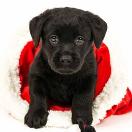 Labrador Retrievers from Hopeville Labradors