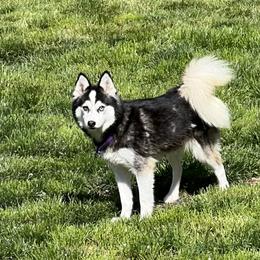 Pomsky puppies from Dollhouse Pomskies