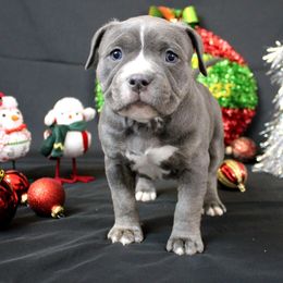 Pink Collar - Blue brindle female American Bully puppy in Easton, Maryland from Night Court Bullies