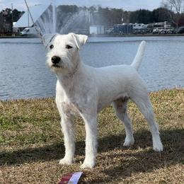 Parson Russell Terrier puppies from Deep Creek Welsh Farm