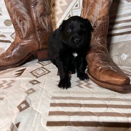 Pebble - Black & white male Australian Shepherd puppy in Rose Hill, North Carolina from Motega Australian Shepherds