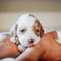 Navy Collar - Buff and white male Cockapoo puppy in Missoula, Montana from Big Sky Cockapoos