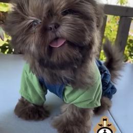 Shih Tzu Puppies from Lavender Lane Tzus