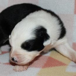 Muncho - Black tri-color female Australian Shepherd puppy in Laurel, Mississippi from Reeves Australian Shepherds