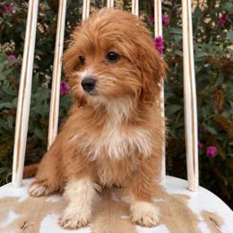 Firecracker - Red  male Goldendoodle puppy in Herriman, Utah from Gypsi Doodles & Poodles LLC.