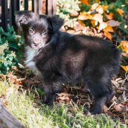 Ava - Black & white female Miniature Australian Shepherd puppy in Patterson, North Carolina from DreamLine Aussies