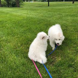 Samoyed Puppies from Cascade Samoyeds
