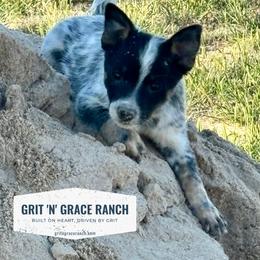 Australian Cattle Dog Puppies from Grit ‘n’ Grace Ranch