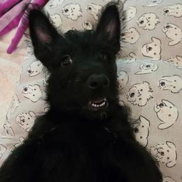 Female2 (LBIIIW) - Black female Scottish Terrier puppy in Conroe, Texas from Scotch McLaren Terriers