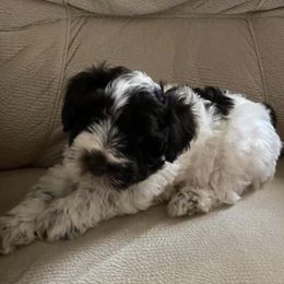 Atlas - Miniature Schnauzer