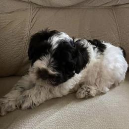 Atlas - Miniature Schnauzer