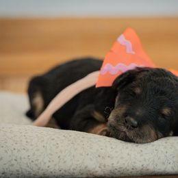 Bernedoodle, Cavapoo, and Poodle Puppies from Positively Doodles