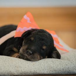 Bernedoodle, Cavapoo, and Poodle Puppies from Positively Doodles
