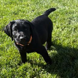 Boy 3 - Black male Labrador Retriever puppy in Menifee, California from Dioscuri Kennel