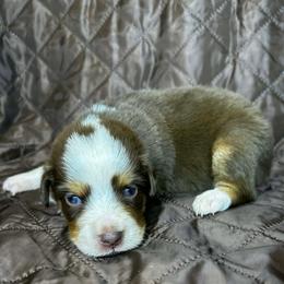 Nova - Red tri female Miniature Australian Shepherd puppy in Alabama from SBA Aussies
