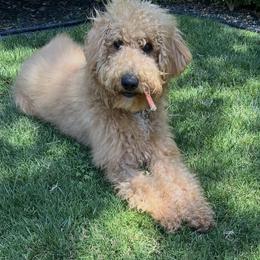 Labradoodle All Grown Up from BabySweet Labradoodles