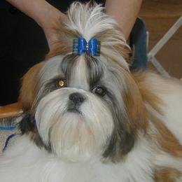 Shih Tzus from Tallis Toy Dogs