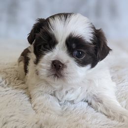 Shih Tzus from Charish's Shih Tzus