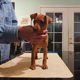 Boy 4 - Miniature Pinscher puppy in Canutillo, Texas from Brackley Miniature Pinschers