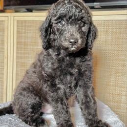 Snickers (Gold) - Black male Goldendoodle puppy in Bay City, Texas from Charming Doods