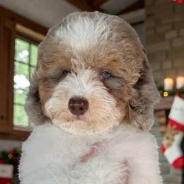 Shiloh - Parti male Poodle puppy in Tucson, Arizona from Adored Poodle & Doodles