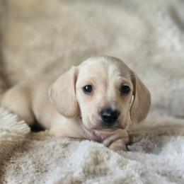 Green collar - Cream male Dachshund puppy in Pasco, Washington from Loyal Lil Dachshunds