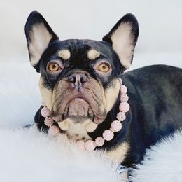 Jewel - French Bulldog