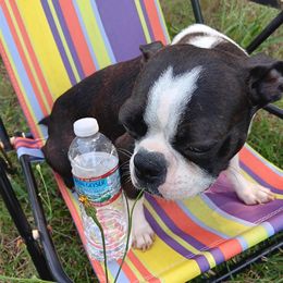 Carly - Boston Terrier
