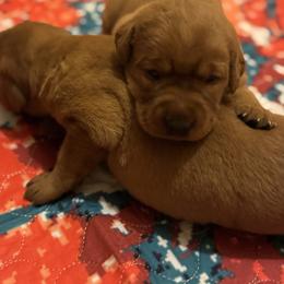 Male pick 5 - Yellow male Labrador Retriever puppy in Wardensville, West Virginia from Sager’s Labrador Puppies