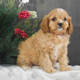 Cuddles - Red female Cavapoo puppy in Honey Brook, Pennsylvania from Stoltzfus Family Puppies (license number 18844)