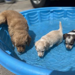 Dachshund and Golden Retriever Puppies from Wyo Dachshunds & Goldens