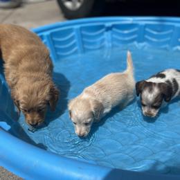 Dachshund and Golden Retriever Puppies from Wyo Dachshunds & Goldens