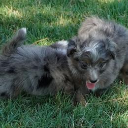 Coconut BMM - Blue merle male Aussiedoodle puppy in Lawton, Oklahoma from Lindsey’s Aussies