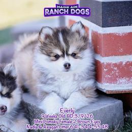 Everly - Gray and white female Pomsky puppy in Humeston, Iowa from M.A.R. Dogs