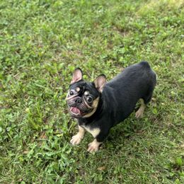Raina - Black and tan female French Bulldog puppy in Moore, South Carolina from Lafayette Bulldogs & Boxers